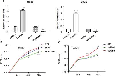 LncRNA SCAMP1 disrupts the balance between miR-26a-5p and ZEB2 to promote osteosarcoma cell viability and invasion